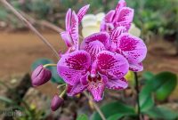 Hawaii-Kauai-Week2-2024-121