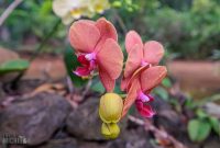 Hawaii-Kauai-Week2-2024-122