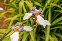 Hawaii-Kauai-Week2-2024-123