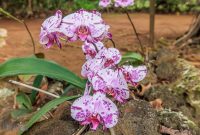 Hawaii-Kauai-Week2-2024-124