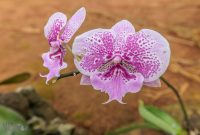 Hawaii-Kauai-Week2-2024-125