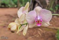 Hawaii-Kauai-Week2-2024-126