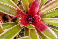 Hawaii-Kauai-Week2-2024-127