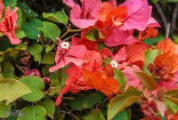 Hawaii-Kauai-Week2-2024-128