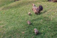 Hawaii-Kauai-Week2-2024-2