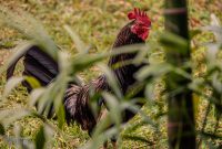 Hawaii-Kauai-Week2-2024-47