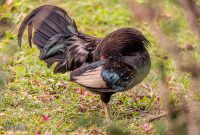 Hawaii-Kauai-Week2-2024-48