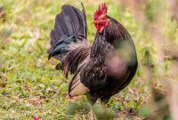 Hawaii-Kauai-Week2-2024-49