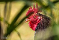 Hawaii-Kauai-Week2-2024-50