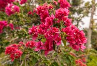 Hawaii-Kauai-Week2-2024-85