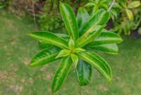 Hawaii-Kauai-Week2-2024-86