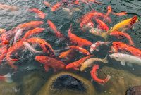 Hawaii-Kauai-Week2-2024-87