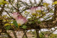 Hawaii-Kauai-Week2-2024-88