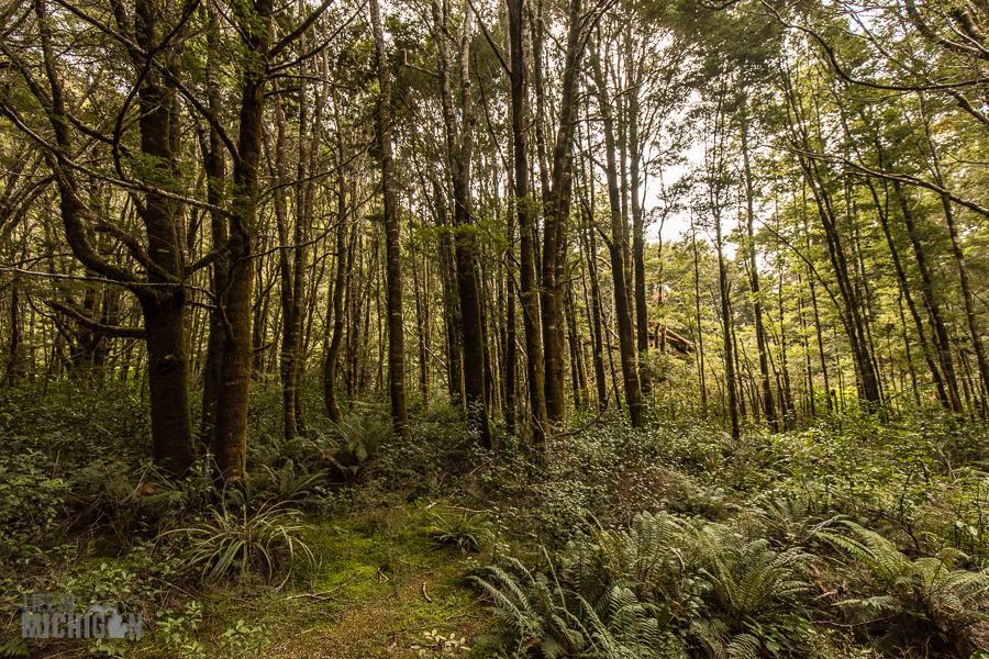 Hiking In New Zealand