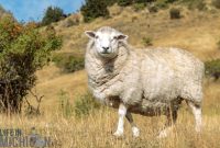 Hiking-New-Zealand-140