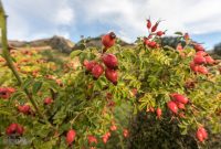 Hiking-New-Zealand-61