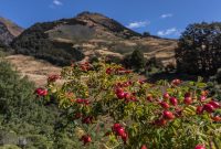 Hiking-New-Zealand-91