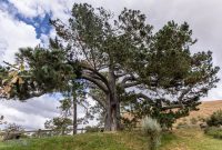 Hobbiton-New-Zealand-25