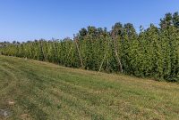 Hop Alliance in Omena