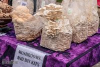 Humongous-Fungus-Festival-Crystal-Falls-2023-06