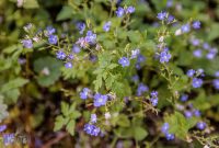 Ireland-Dingle-2025-142