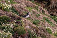 Ireland-Dingle-2025-50
