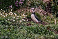 Ireland-Dingle-2025-53