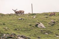 Ireland-Dingle-2025-61