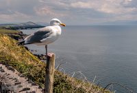 Ireland-Dingle-2025-89