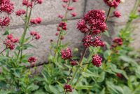 Ireland-Dublin-2025-78