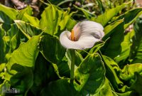 Ireland-Kinsale-2025-154