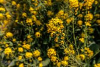 Ireland-Kinsale-2025-87