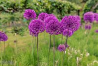 Ireland-Letterkenny-2025-26