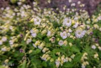 Ireland-Letterkenny-2025-29