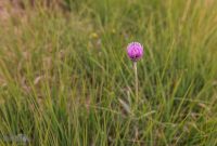 Ireland-Letterkenny-2025-3