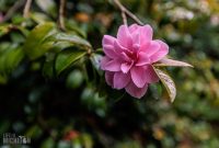 Ireland-Letterkenny-2025-30