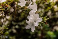 Ireland-Letterkenny-2025-6