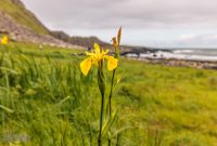 Ireland-Portrush-2025-36