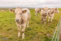 Ireland-Portrush-2025-52