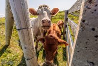 Ireland-Sligo-2025-3