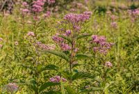 Iron-Creek-Nature-Preserve-Manchester-2025-2