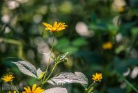 Iron-Creek-Nature-Preserve-Manchester-2025-4