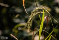 Iron-Creek-Nature-Preserve-Manchester-2025-5