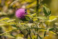 Iron-Creek-Nature-Preserve-Manchester-2025-6