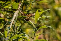 Iron-Creek-Nature-Preserve-Manchester-2025-7