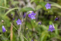 Isle Royale-107