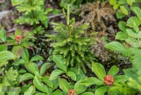 Isle Royale-109