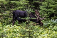 Isle Royale-132