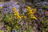 Isle Royale-48