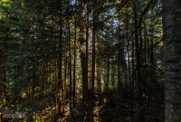Isle Royale-78